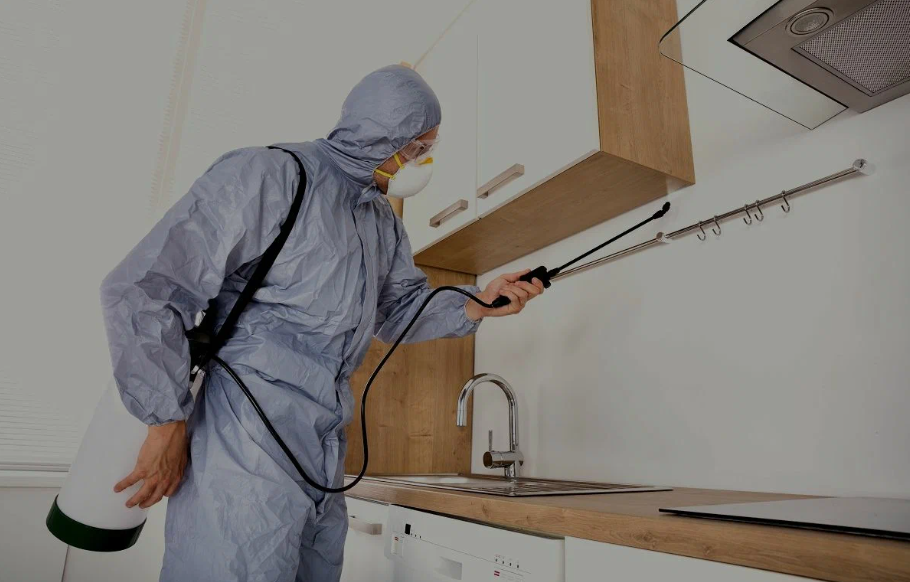 Castro Valley pest managment